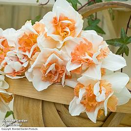 Narcissus Replete Improved