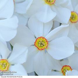 Narcissus Sagana