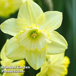 Narcissus St Patricks Day
