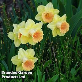 Narcissus Tom Pouce