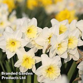 Narcissus Topolino