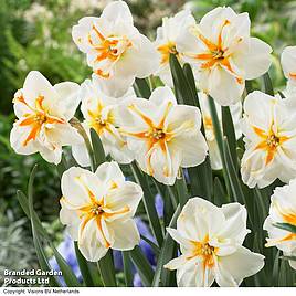 Narcissus Trepolo