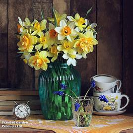 Narcissus Value Mixed