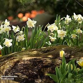 Narcissus White Lion