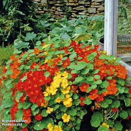 Nasturtium Alaska Mixed - Seeds