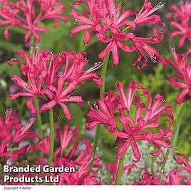 Nerine bowdenii Mister John