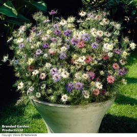 Nigella Persian Jewels - Seeds