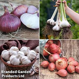 Bumper Spring Planting Collection - Onion/Shallot/Garlic