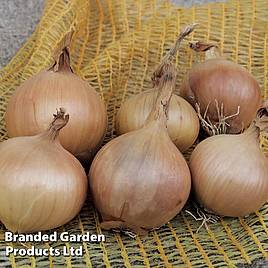 Onion Sturon (Organic)