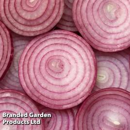 Onion Keravel Pink (Spring)