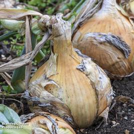 Onion Ailsa Craig - Organic Seeds