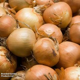 Onion Crusado F1 (Spring Planting)