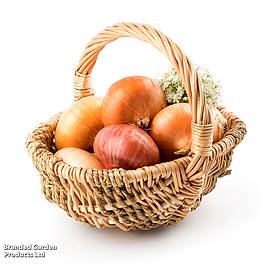 Onion Autumn Champion (Autumn Planting)