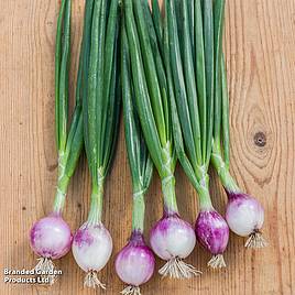 Salad Onion Ruby Red - Seeds