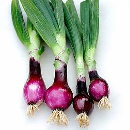 Spring Onion Lilia - Seeds