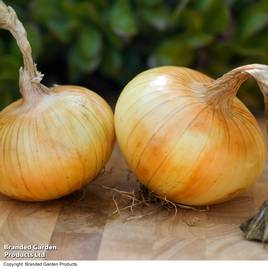 Onion Senshyu (Autumn Planting)