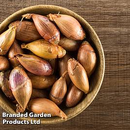 Nurserymans Choice Shallots (Autumn)