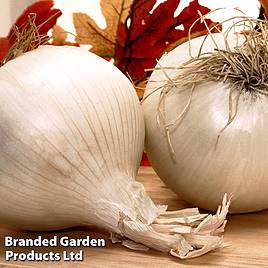 Onion Snowball (Autumn Planting)