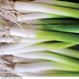 Onion Salad Ishikura Bunching - Organic Seeds