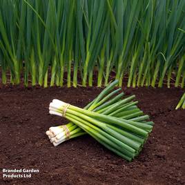 Spring Onion Parade - Organic Seeds