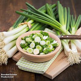 Onion White Lisbon - Seeds