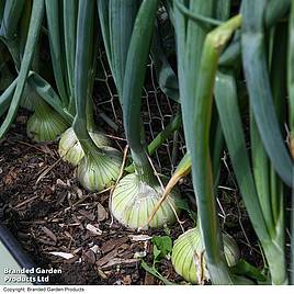Salad Onion Starlight - Seeds