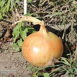 Onion Stuttgarter - Organic Seeds