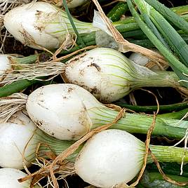 Onion White Star - Seeds