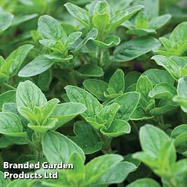 Oregano Seeds