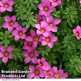 Oxalis hirta Gothenburg