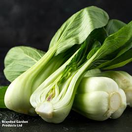 Pak Choi Tai Sai - Organic Seeds