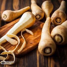 Parsnip Gladiator - Seeds