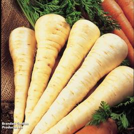 Parsnip Gladiator - Seeds