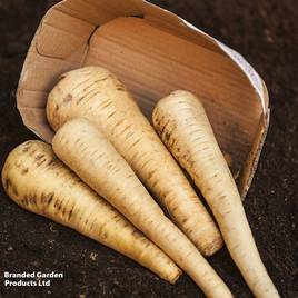 Parsnip Tender and True - Organic Seeds