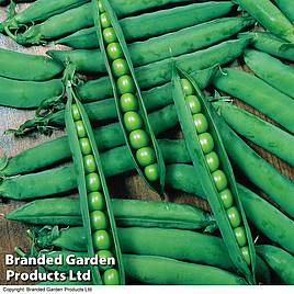 Pea Hurst Greenshaft - Seeds