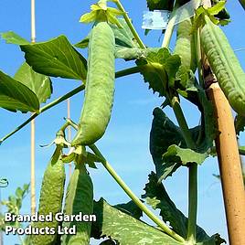 Pea Douce Provence - Seeds