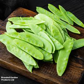 Pea Oregon Sugar Pod - Seeds