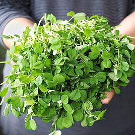 Pea Shoots Anubis - Seeds