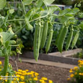 Pea Douce Provence - Seeds