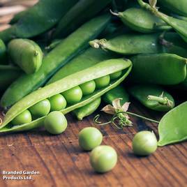 Pea Early Onward - Seeds