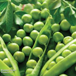 Pea Hurst Greenshaft - Seeds