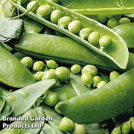 Pea Rondo - Organic Seeds