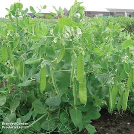Pea Sweet Horizon - Organic Seeds