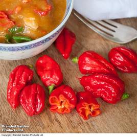Chilli Pepper Carolina Reaper - Seeds