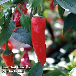 Chilli Pepper Apache F1 Hybrid