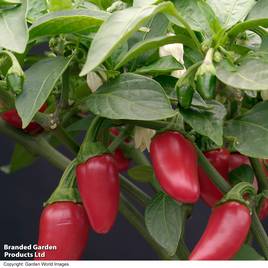 Chilli Pepper Jalapeno - Seeds