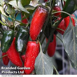 Chilli Pepper Nadapeno