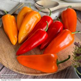 Sweet Pepper Super Snack Orange