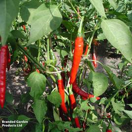 Chilli Pepper Westland Long Red - Organic Seeds