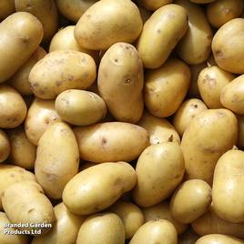Potato Belle de Fontenay